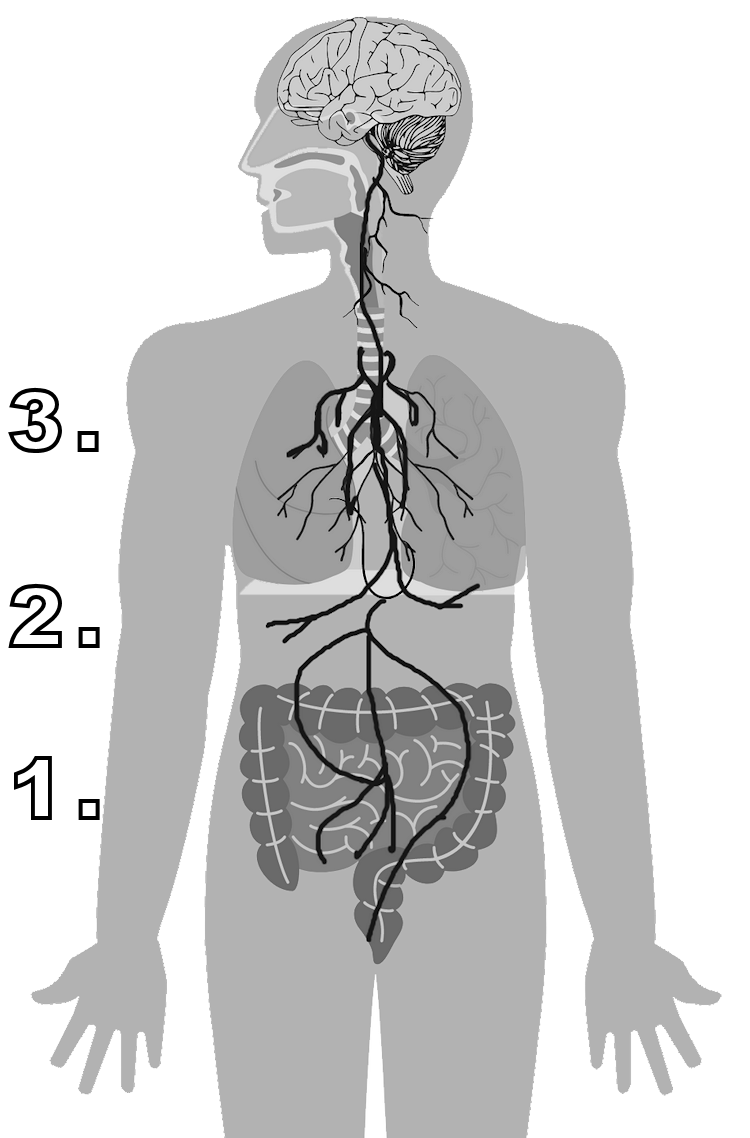 polyvagal